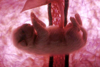 Illustration for article titled Outstanding images of animals inside the womb